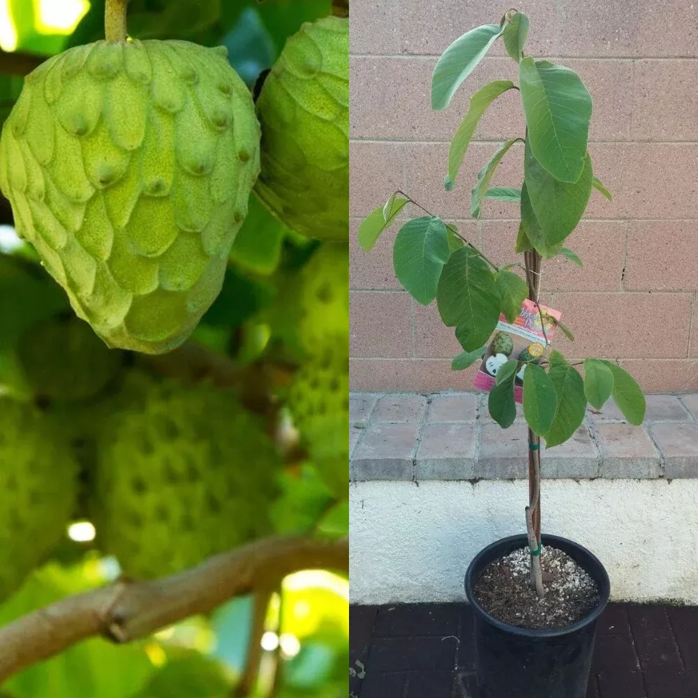 Cherimoya Vietnamese Tropical Fruit Tree