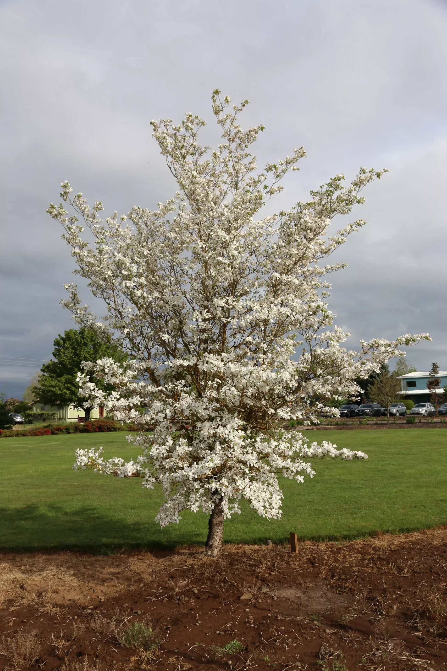 Cherokee Princess Dogwood