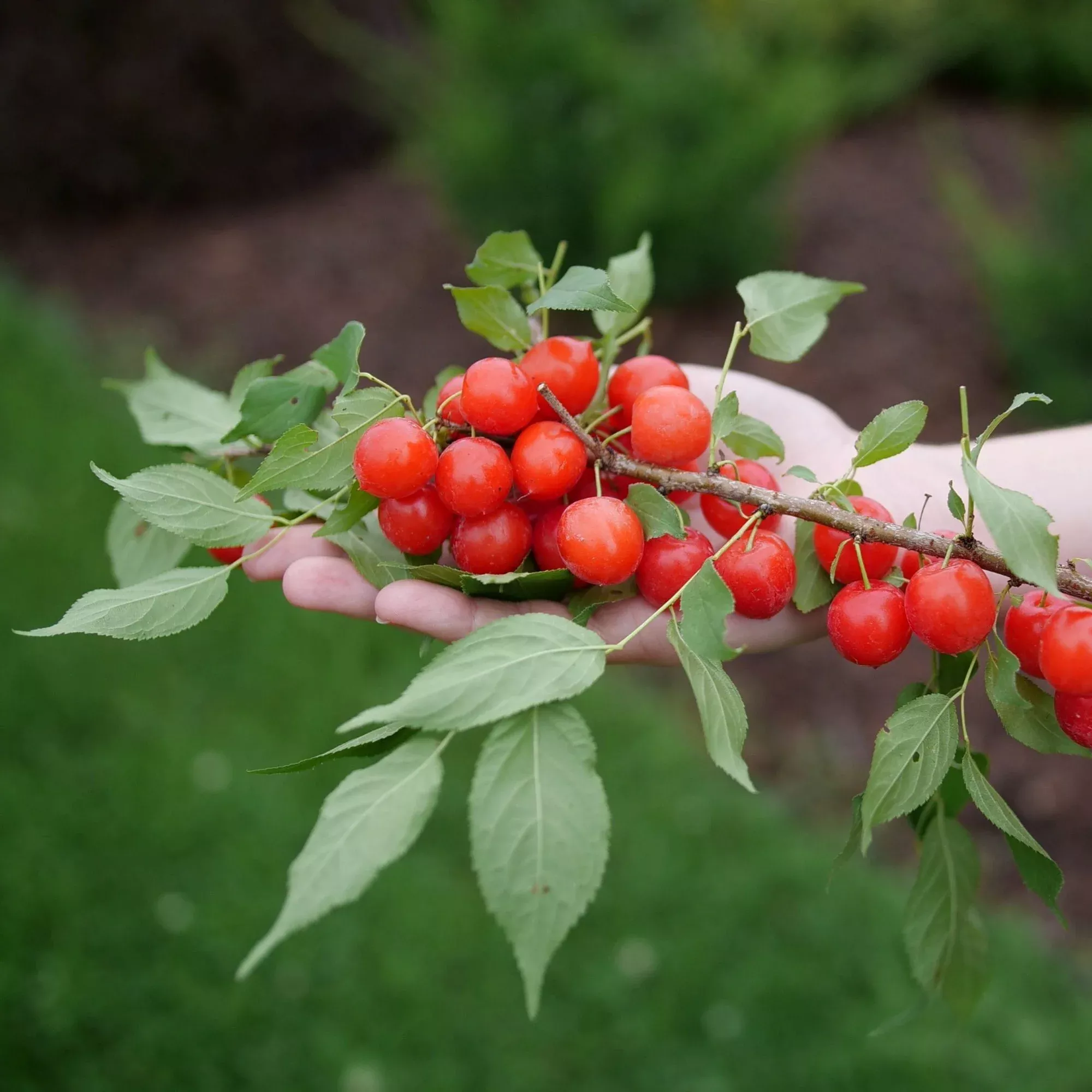 Cherry - Easy as Pie 2 Pack
