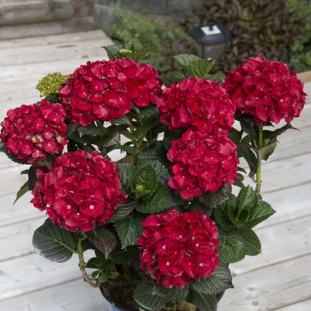 Cherry-Go-Round™ Bigleaf Hydrangea