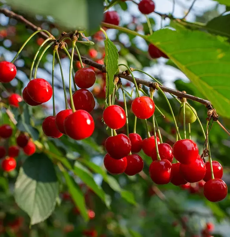 Cherry (Sour), Early Richmond, Bare Root
