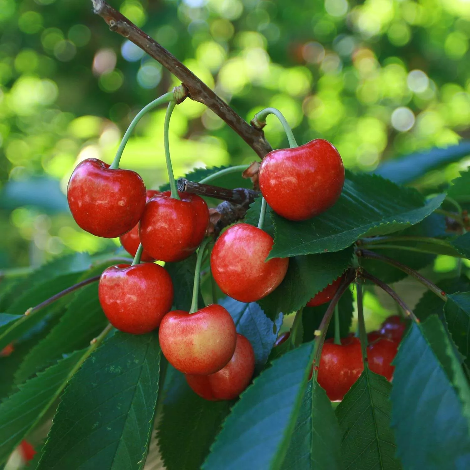 Cherry (Sweet), Bing, Bare Root