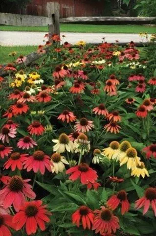 ‘Cheyenne Spirit’ Coneflower
