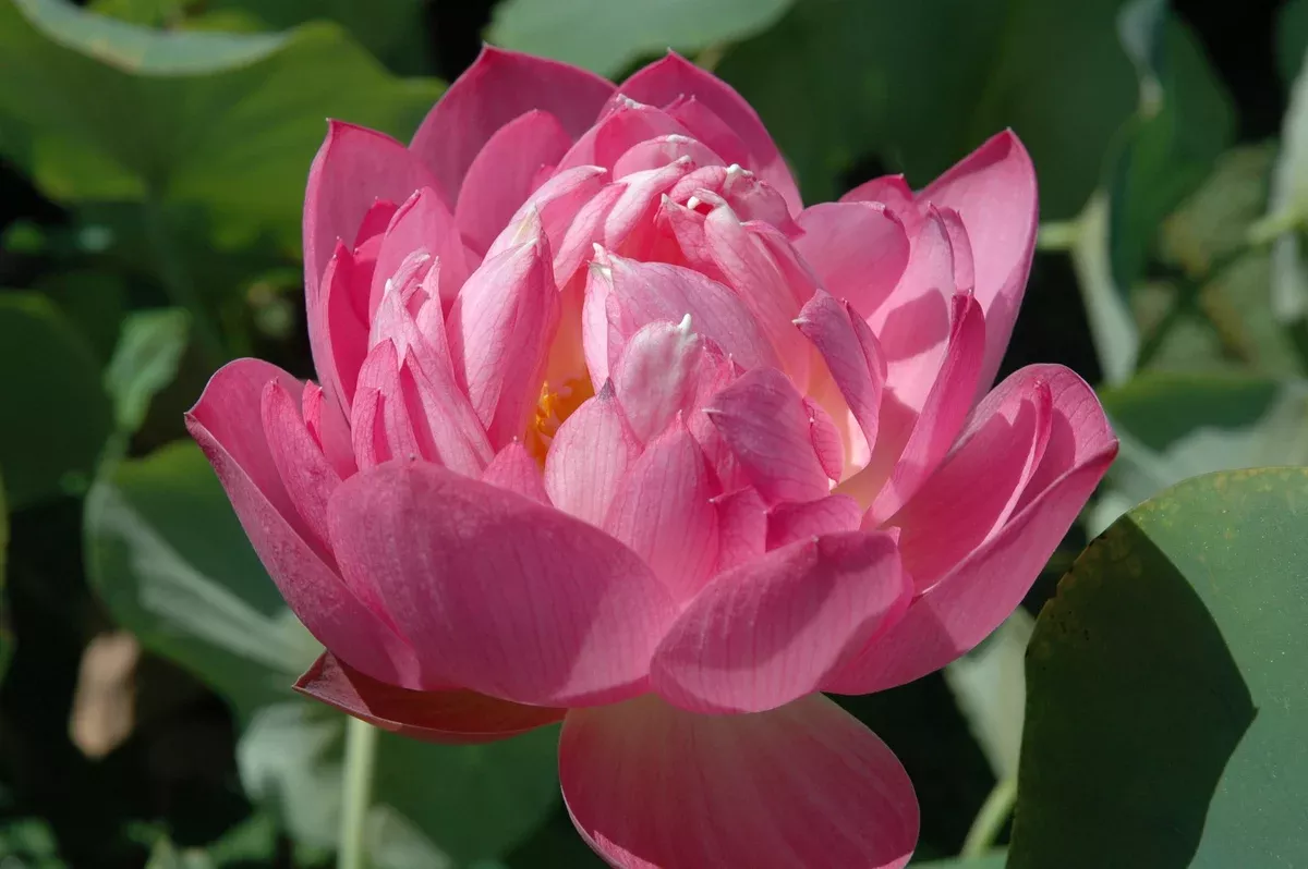 Chinese Double Rose- Lotus