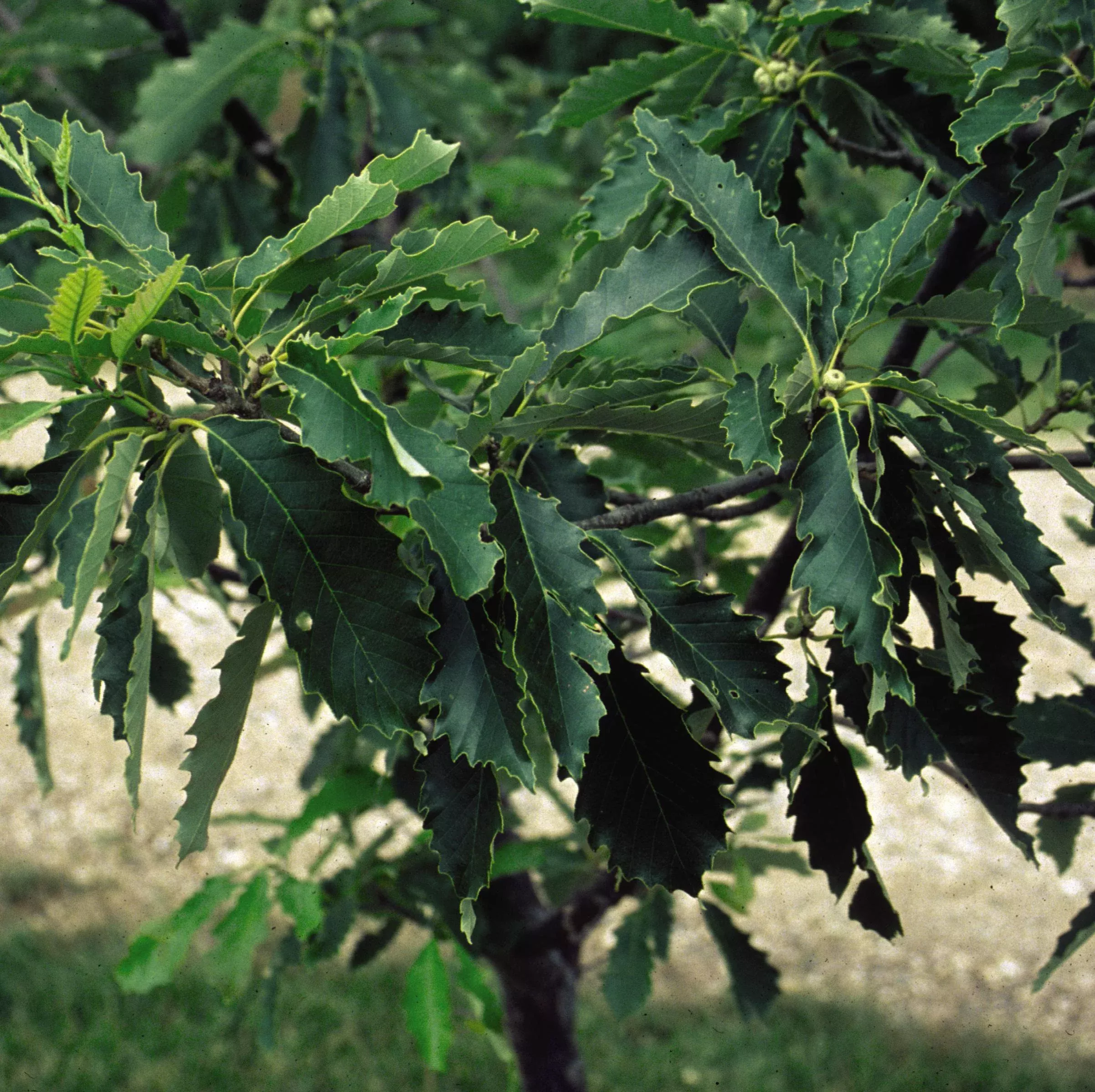 Chinkapin Oak