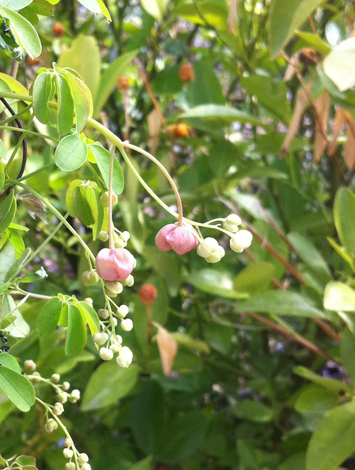 Chocolate Vine