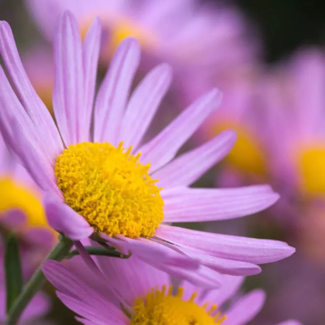 Chrysanthemum 'Clara Curtis'