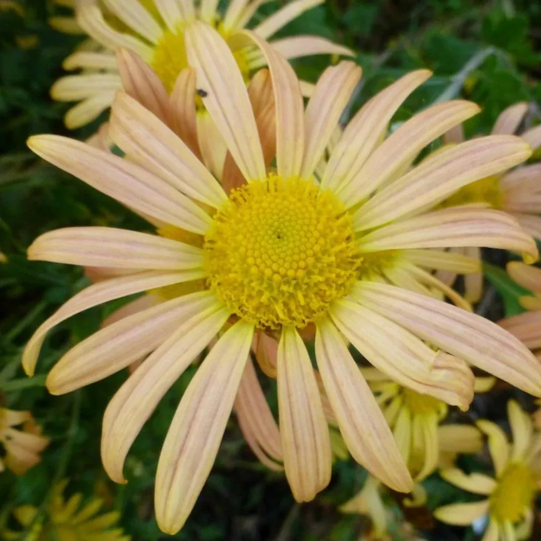 Chrysanthemum 'Mary Stoker'