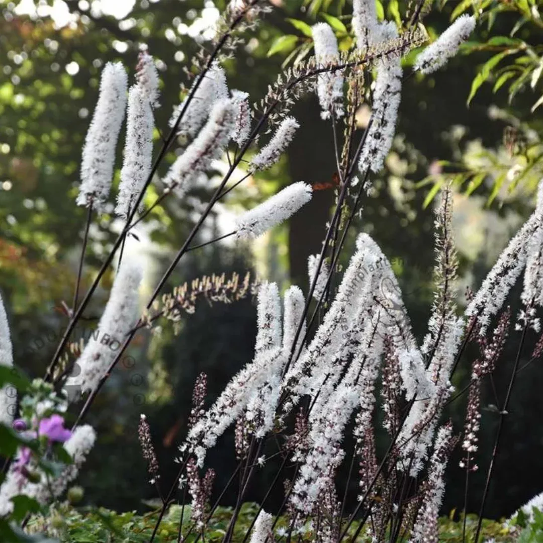 Cimicifuga 'Atropurpurea'