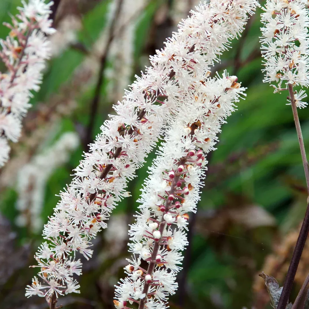 Cimicifuga 'Hillside Black Beauty'