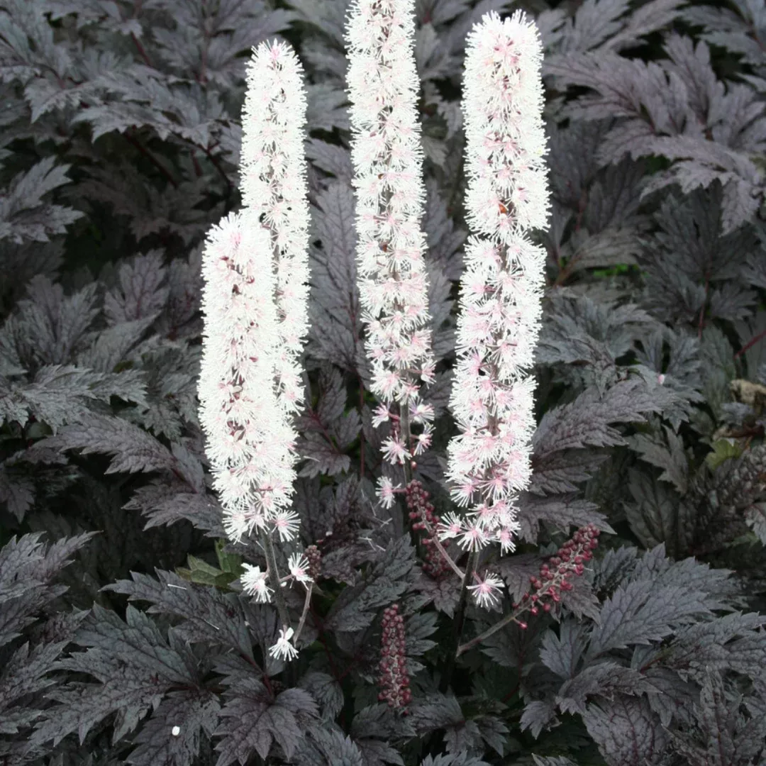 Cimicifuga 'Pink Spike'