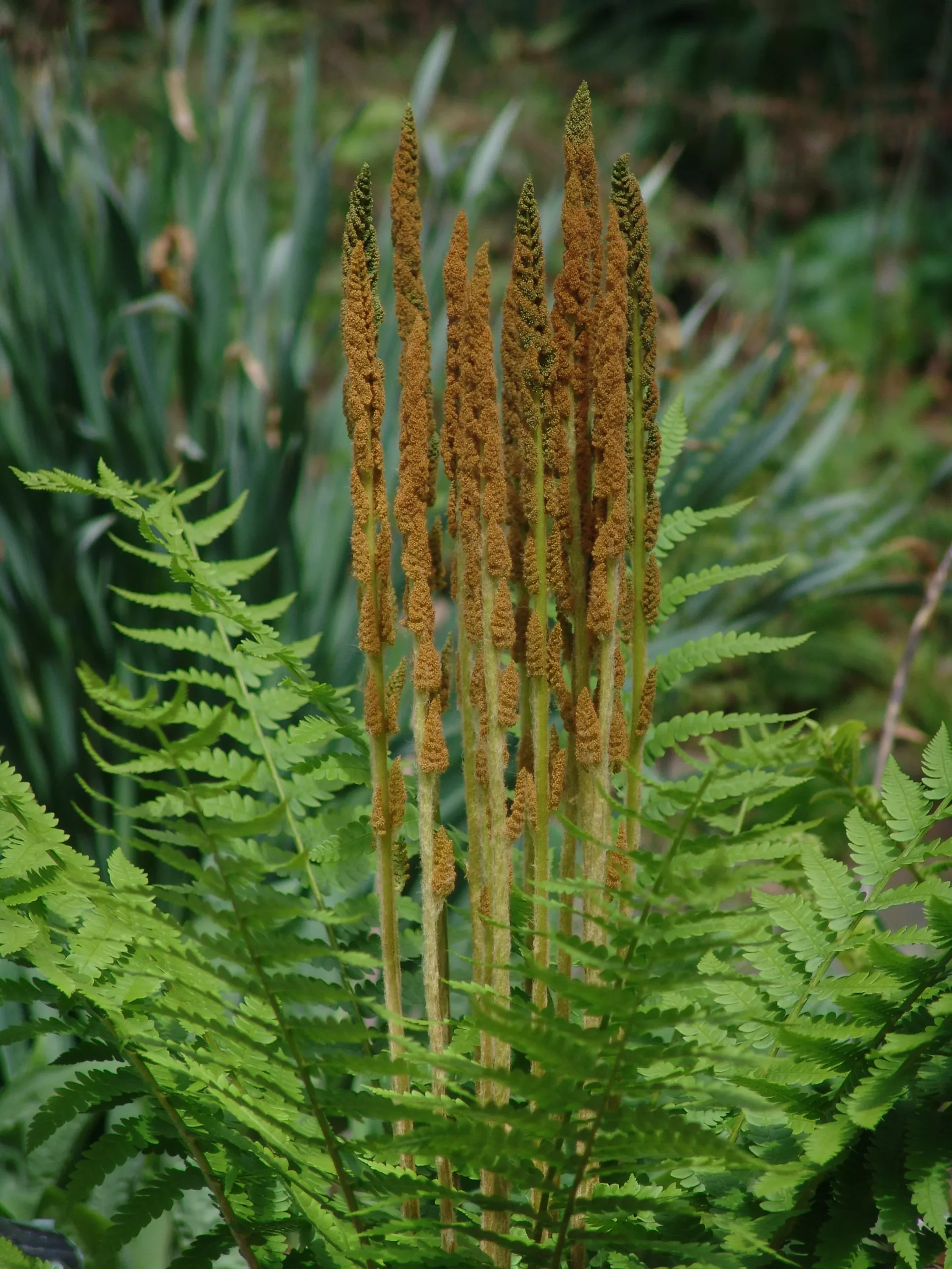 Cinnamon Fern