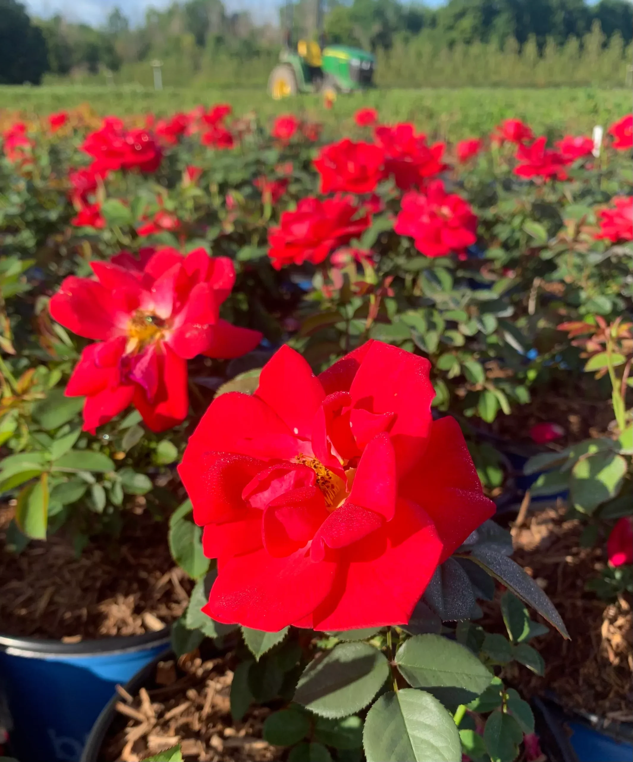 Cinnamon Hearts™ Rose
