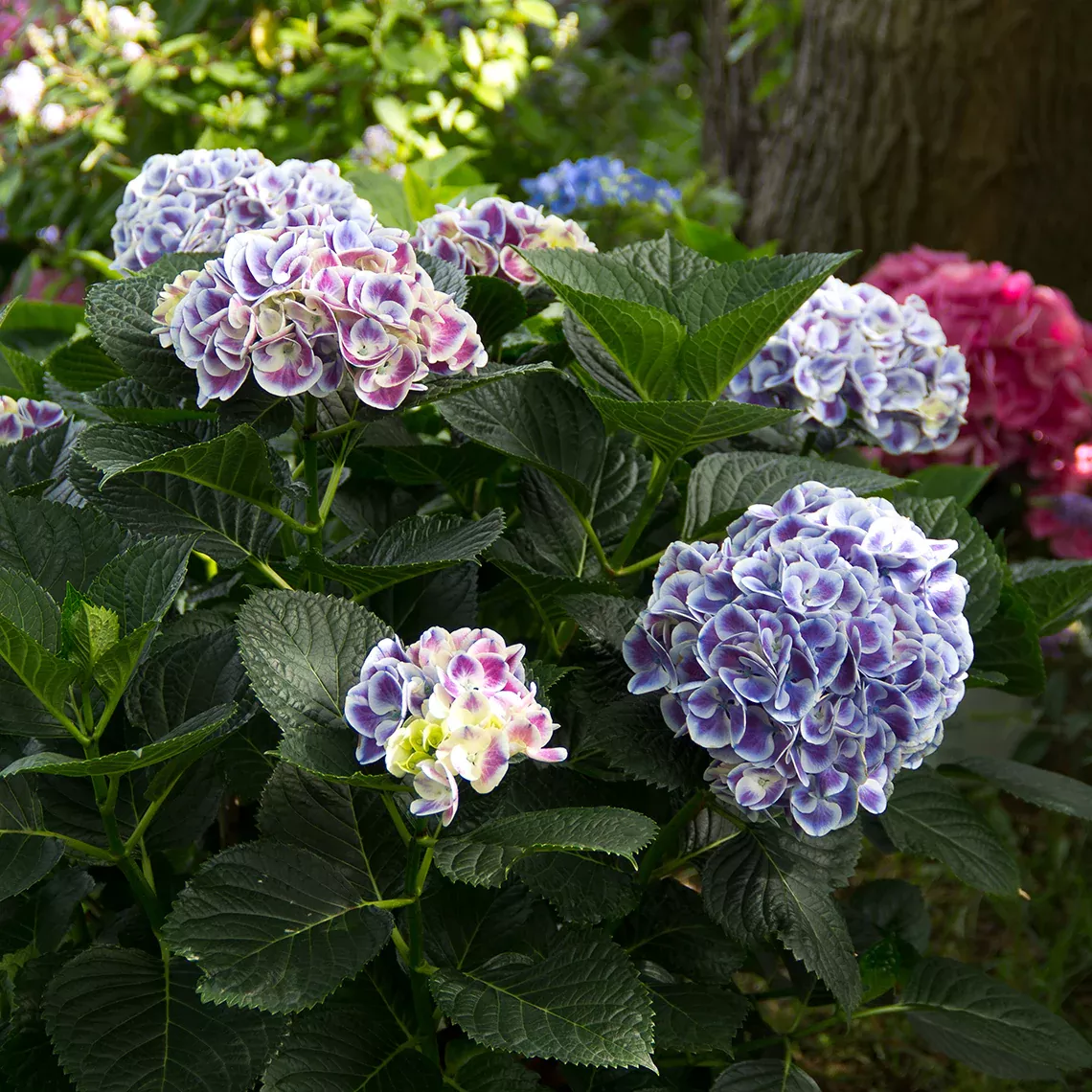 Cityline Mars Bigleaf Hydrangea – DISCONTINUED