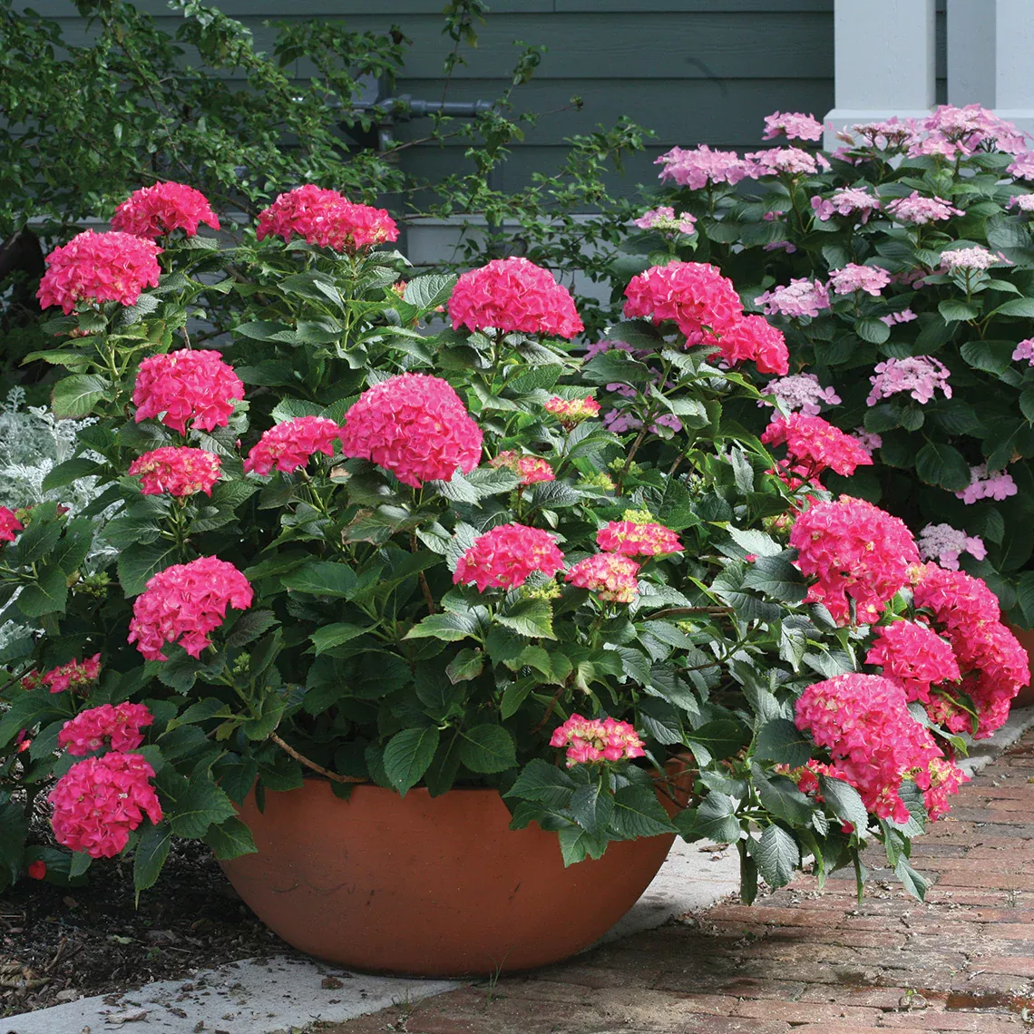 Cityline Paris Bigleaf Hydrangea – DISCONTINUED