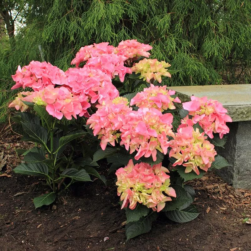Cityline Venice Bigleaf Hydrangea – DISCONTINUED