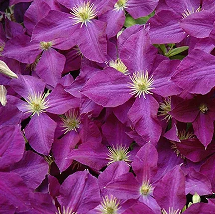 Clematis Jackmanii Superba #1