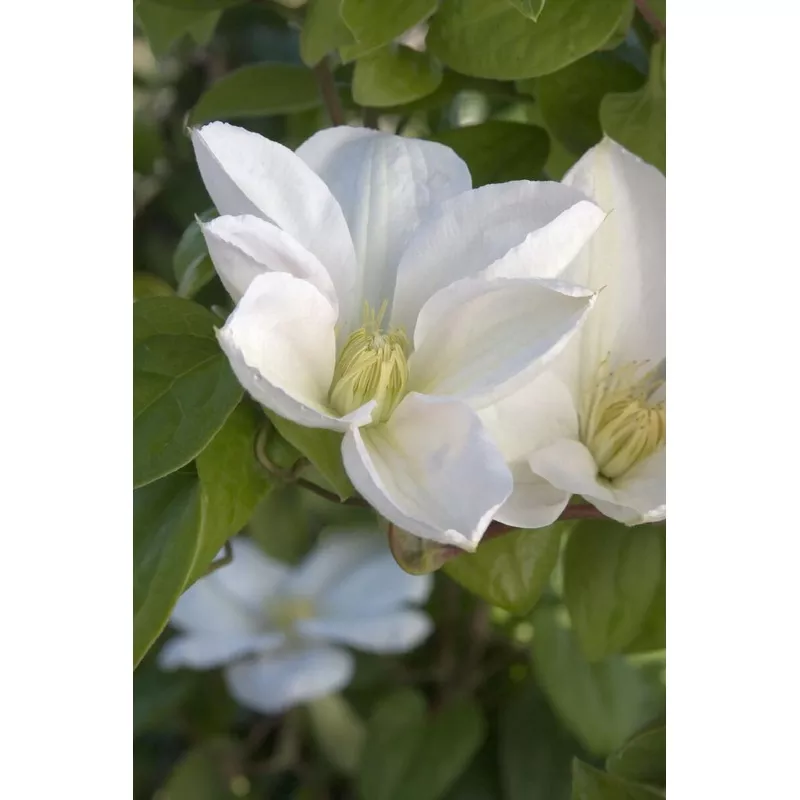 Clematis lanuginosa 'Candida'