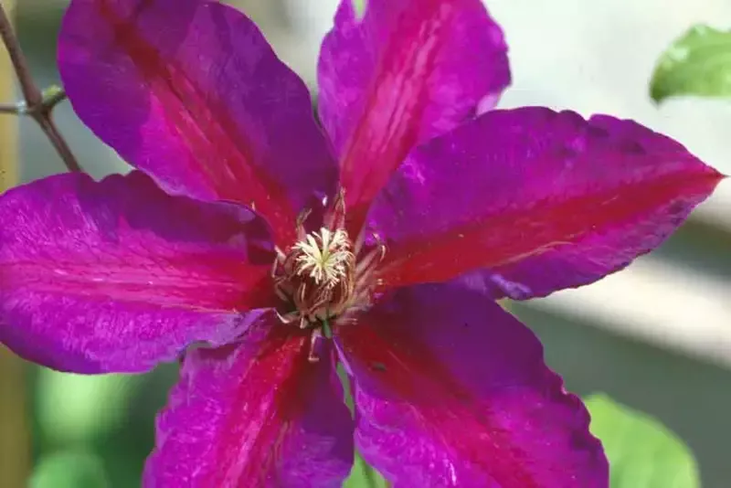 Clematis - Mrs. N Thompson
