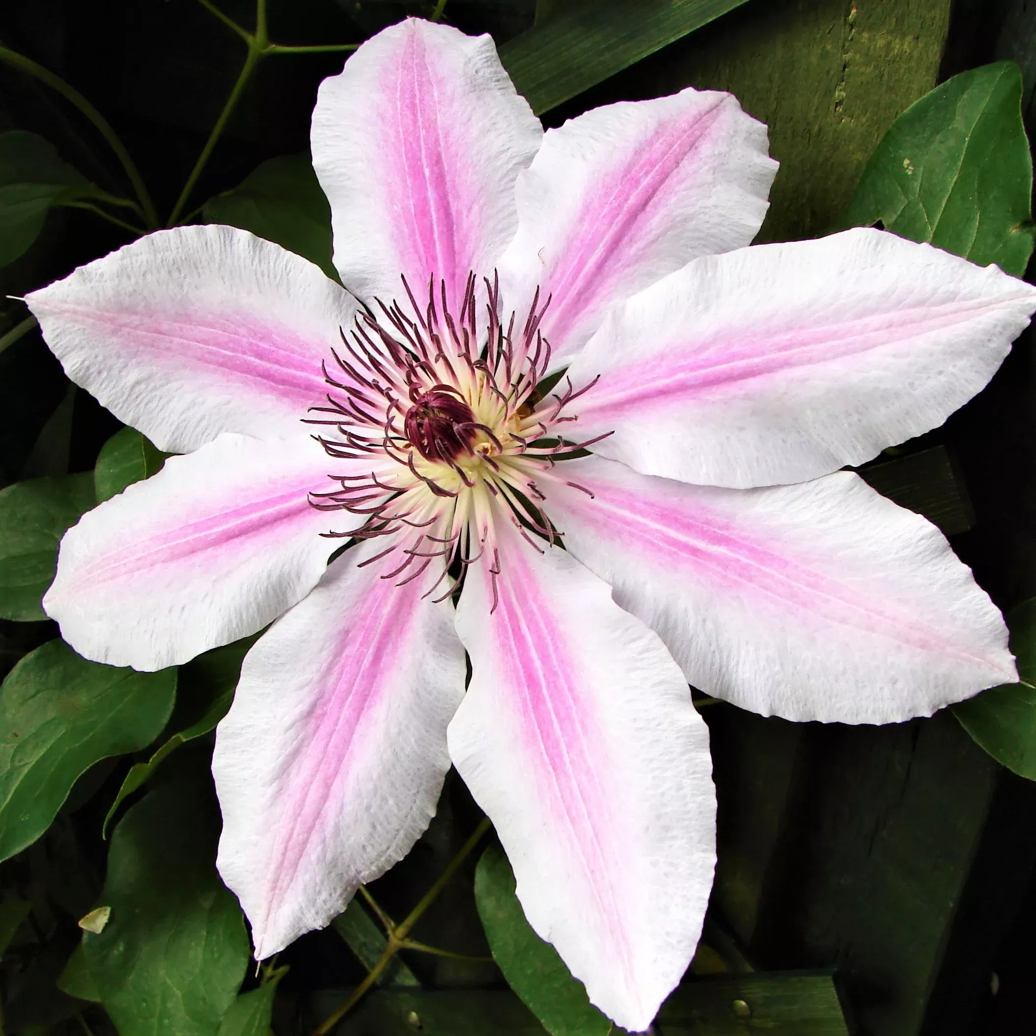 Clematis - Nelly Moser