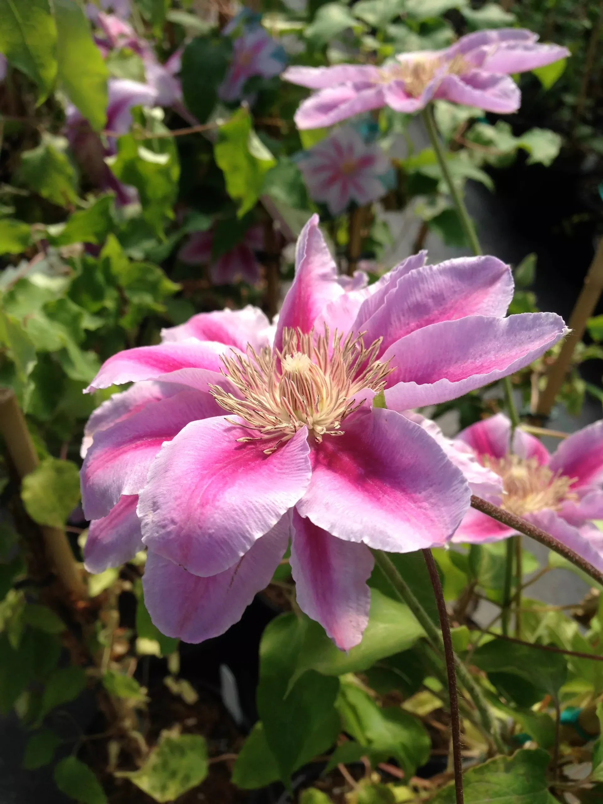 Clematis