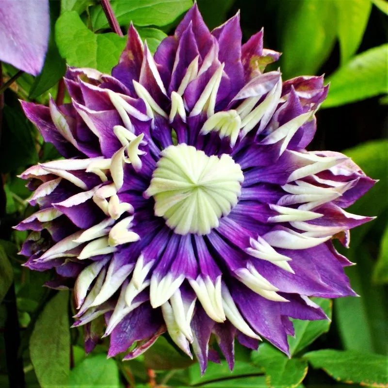 Clematis - Taiga