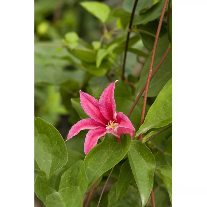 Clematis texensis 'Princess Diana'