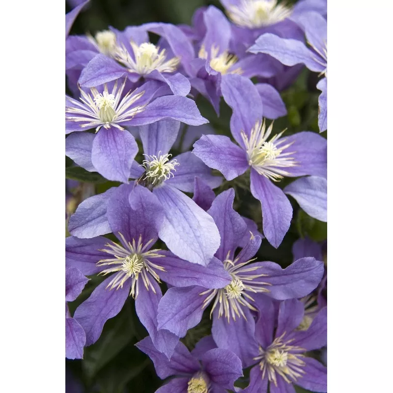 Clematis x 'Arabella'