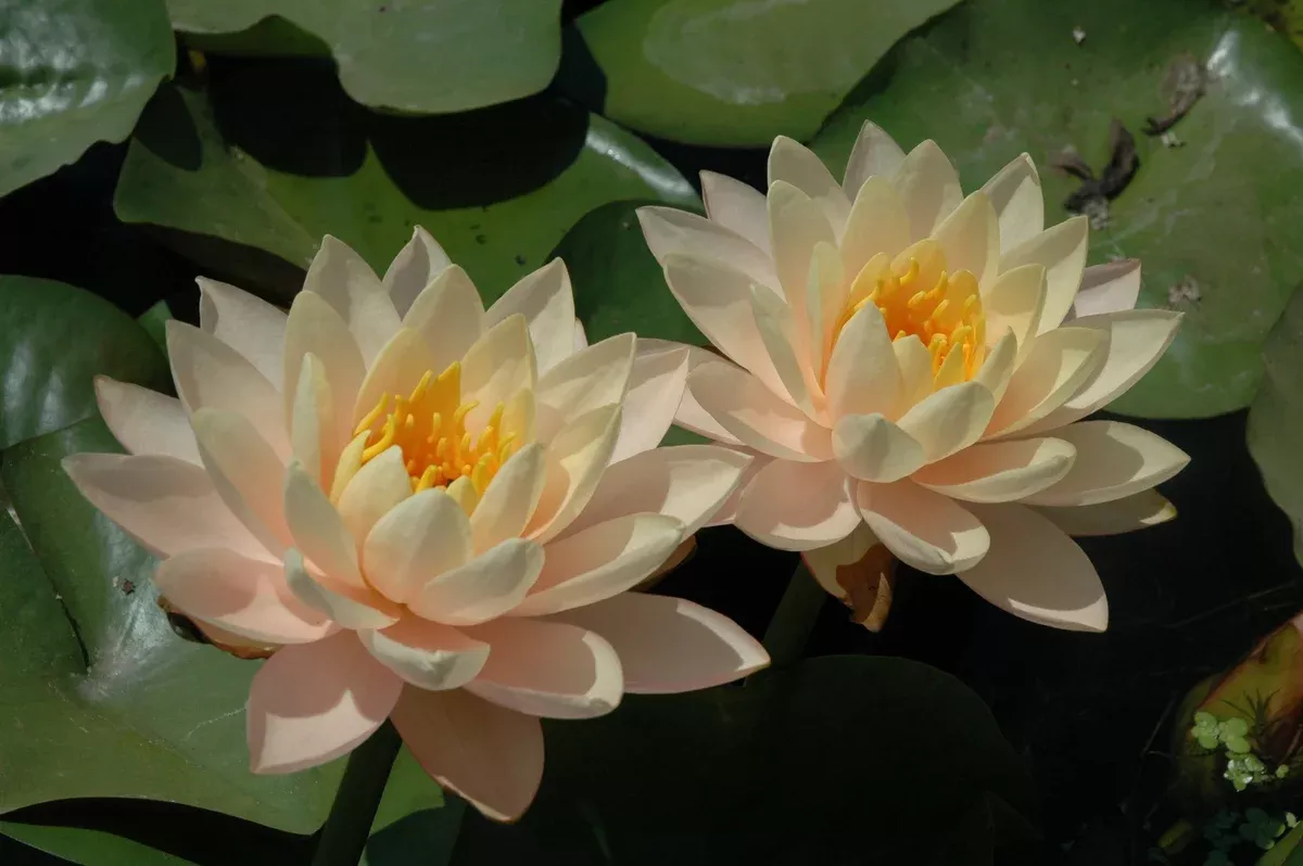 Clyde Ikins - Changeable Hardy Lily