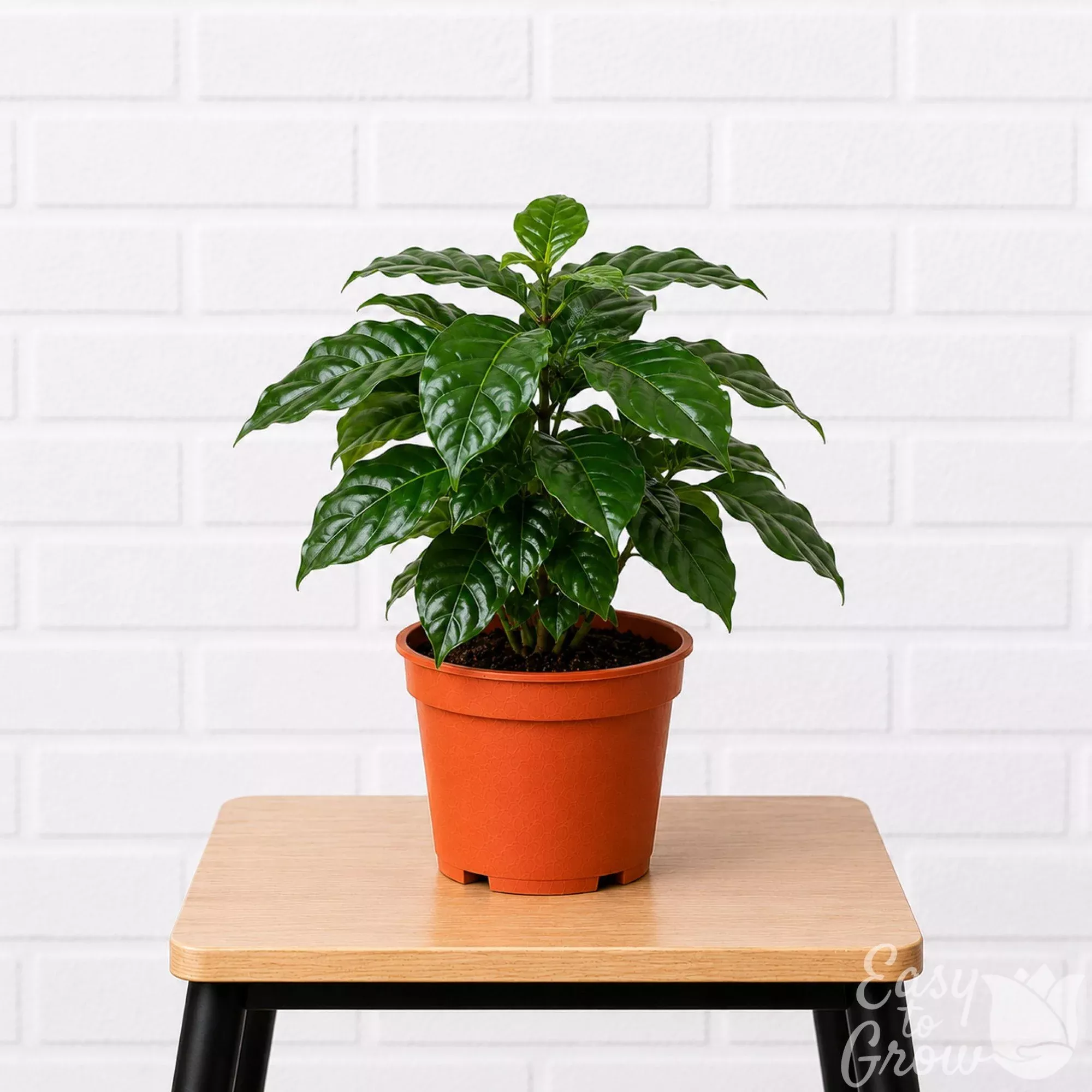 Coffee Arabica Potted Houseplant