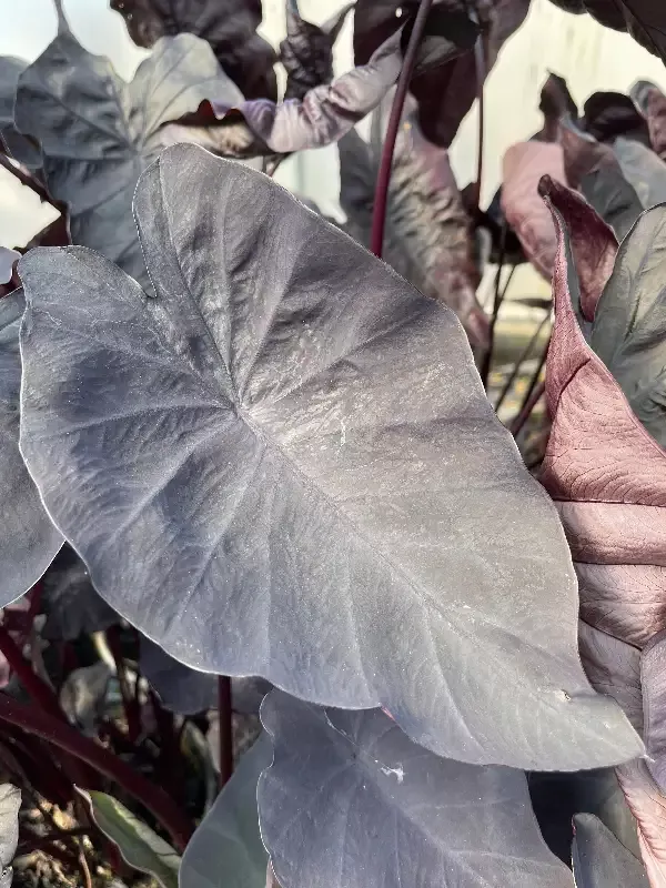 Colocasia - "Black Magic Taro"