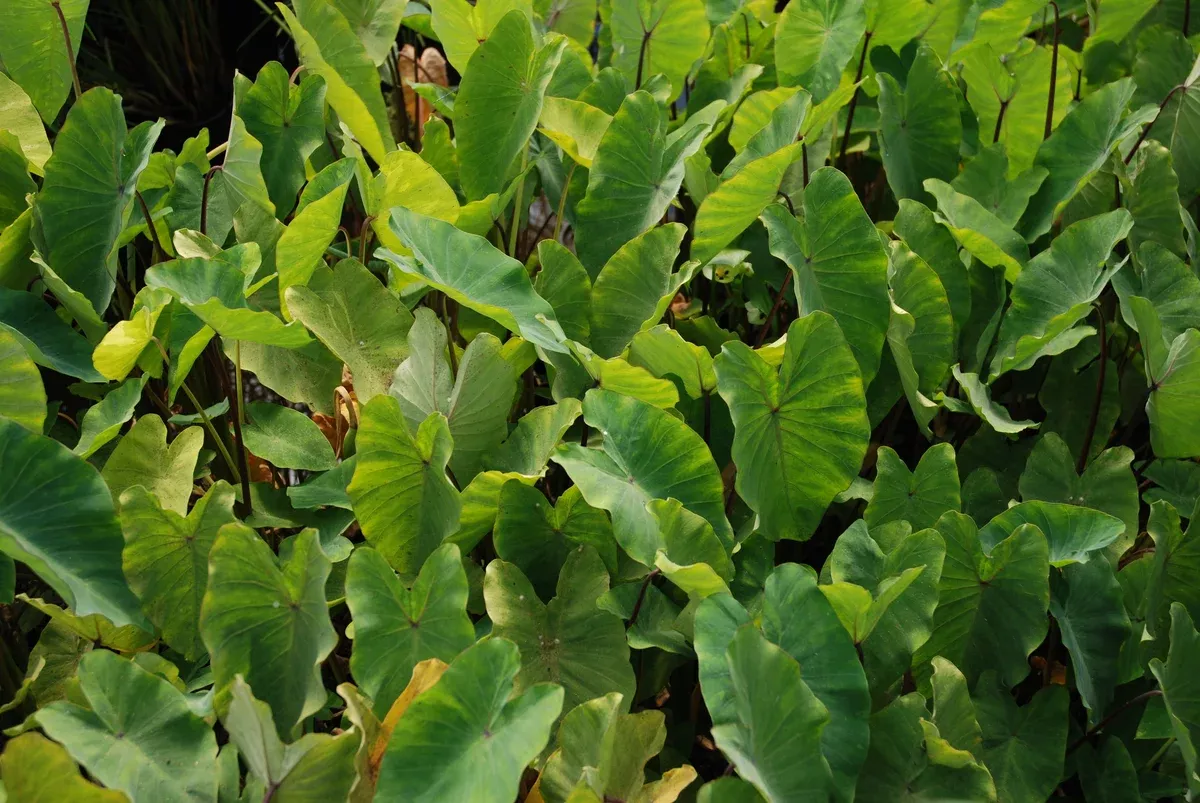 Colocasia esculenta "Chicago Harlequin Taro"