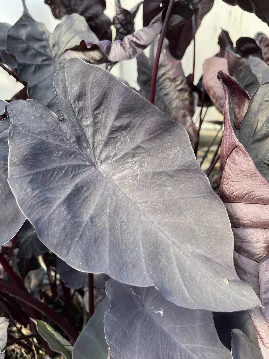 Colocasia esculenta - "Coal Miner Taro"