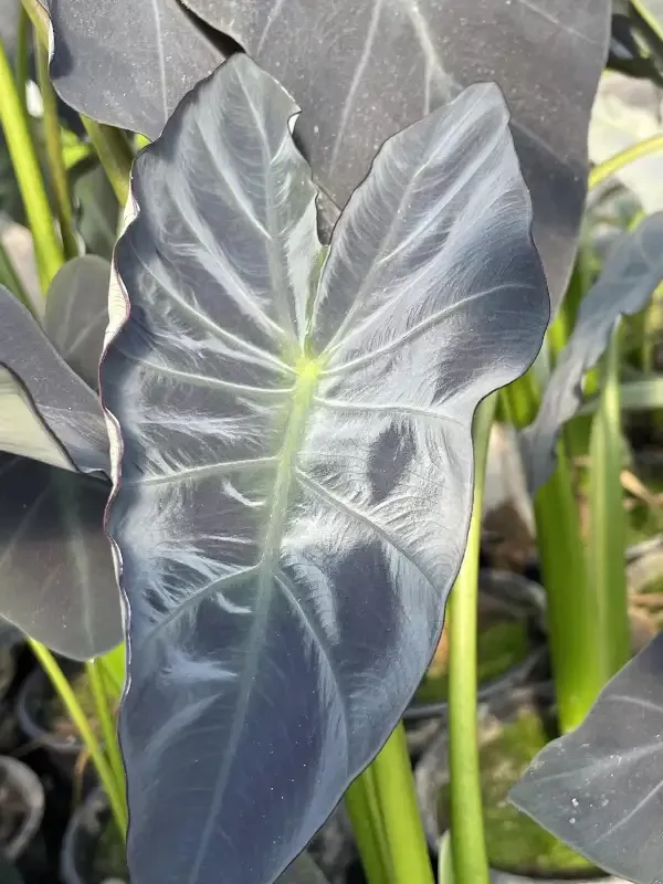 Colocasia esculenta - "Coal Miner"