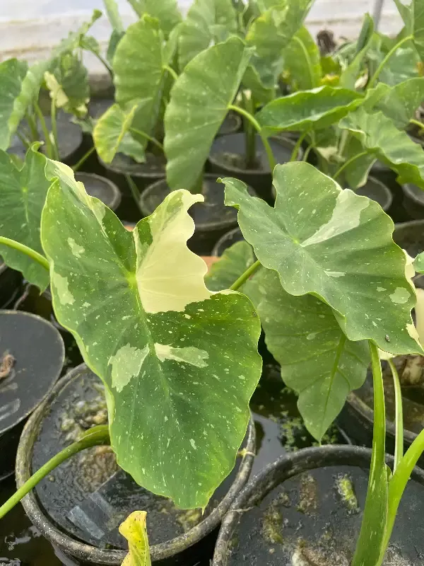 Colocasia esculenta "Elepaio" (Varigated Taro)