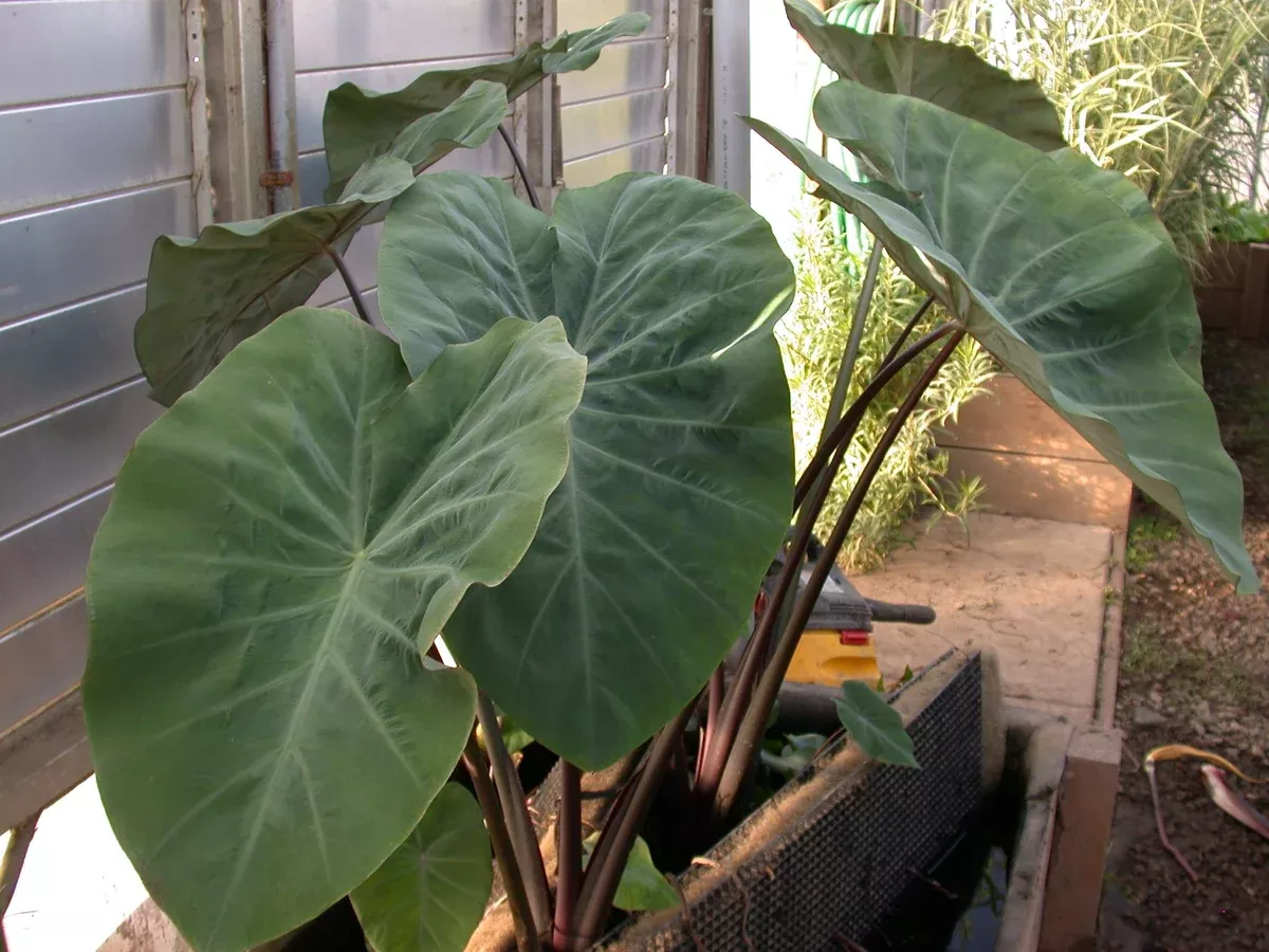Colocasia esculenta "Fontanesia" (black stem taro)