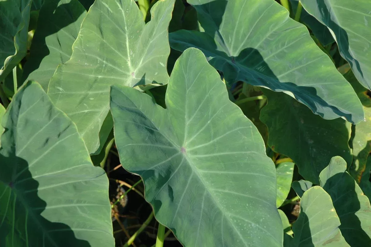 Colocasia esculenta (green taro)