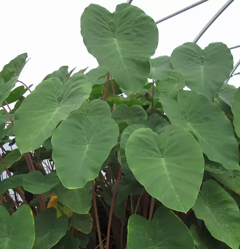 Colocasia esculenta "Pink China Taro"