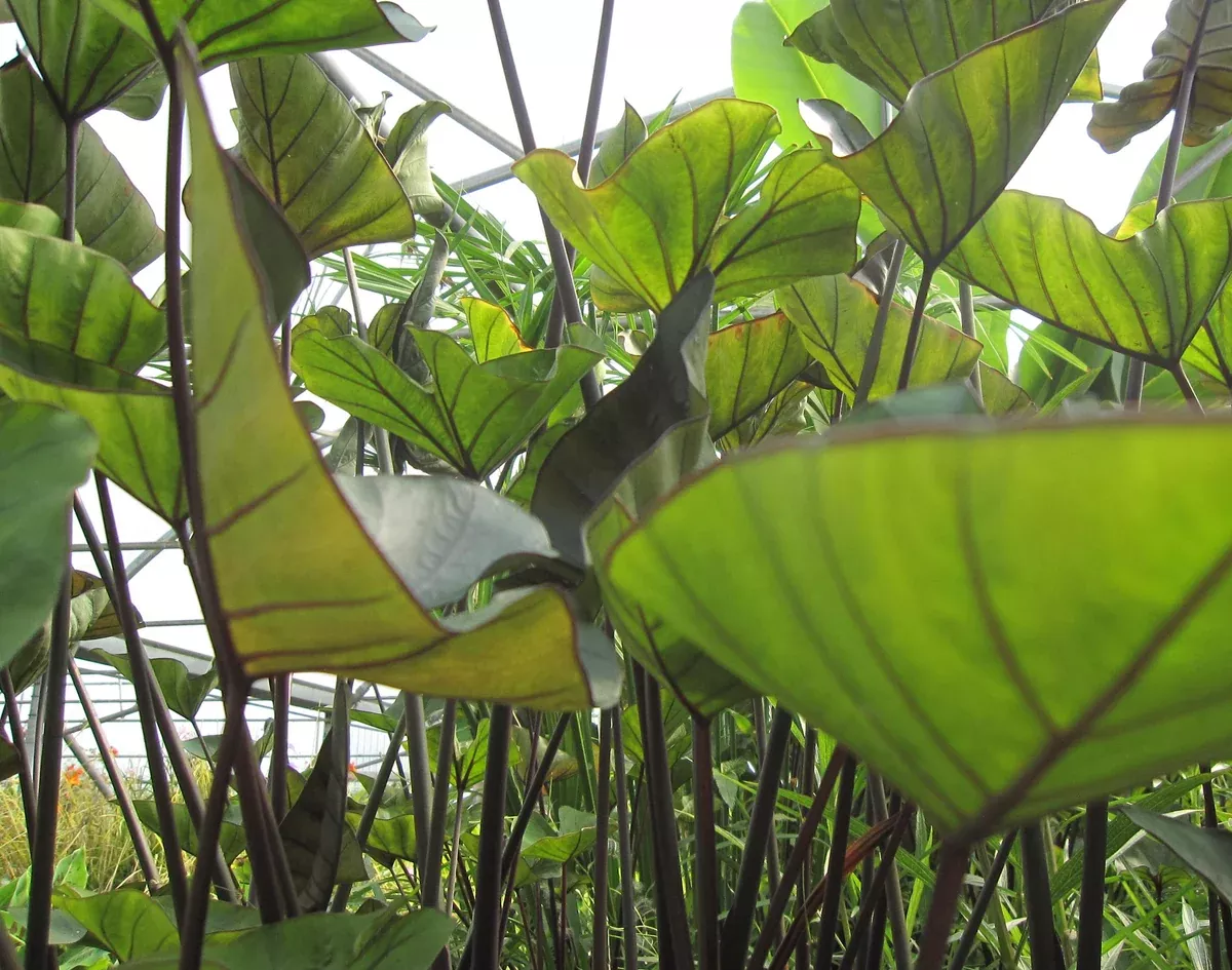 Colocasia - Tea Cup Taro