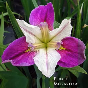 Colorific Louisiana Iris