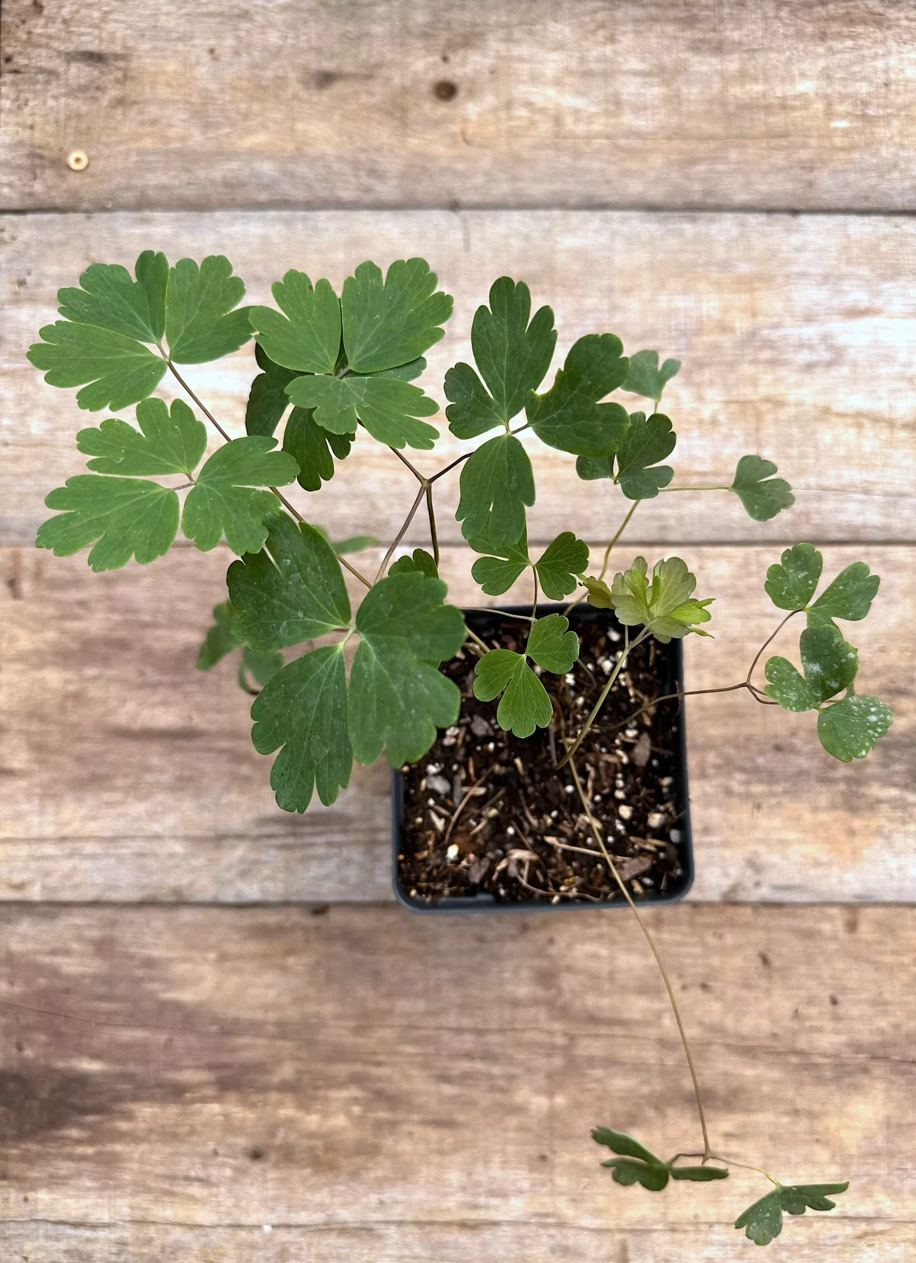 Columbine