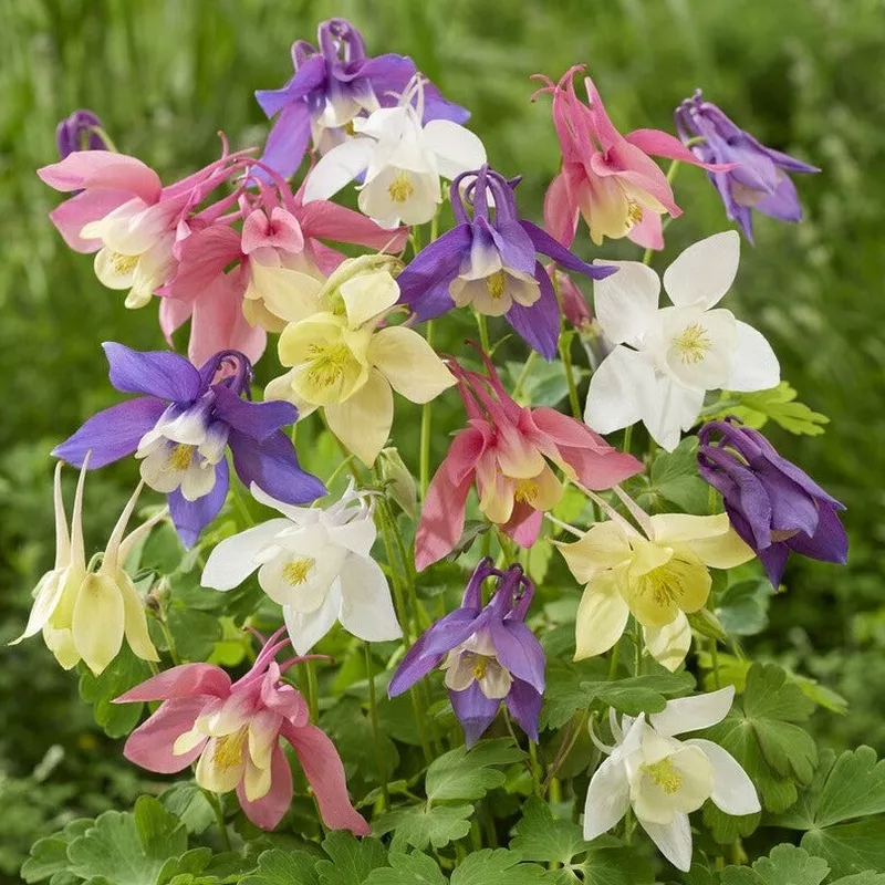 Columbine - Swan Mix 2 Pack