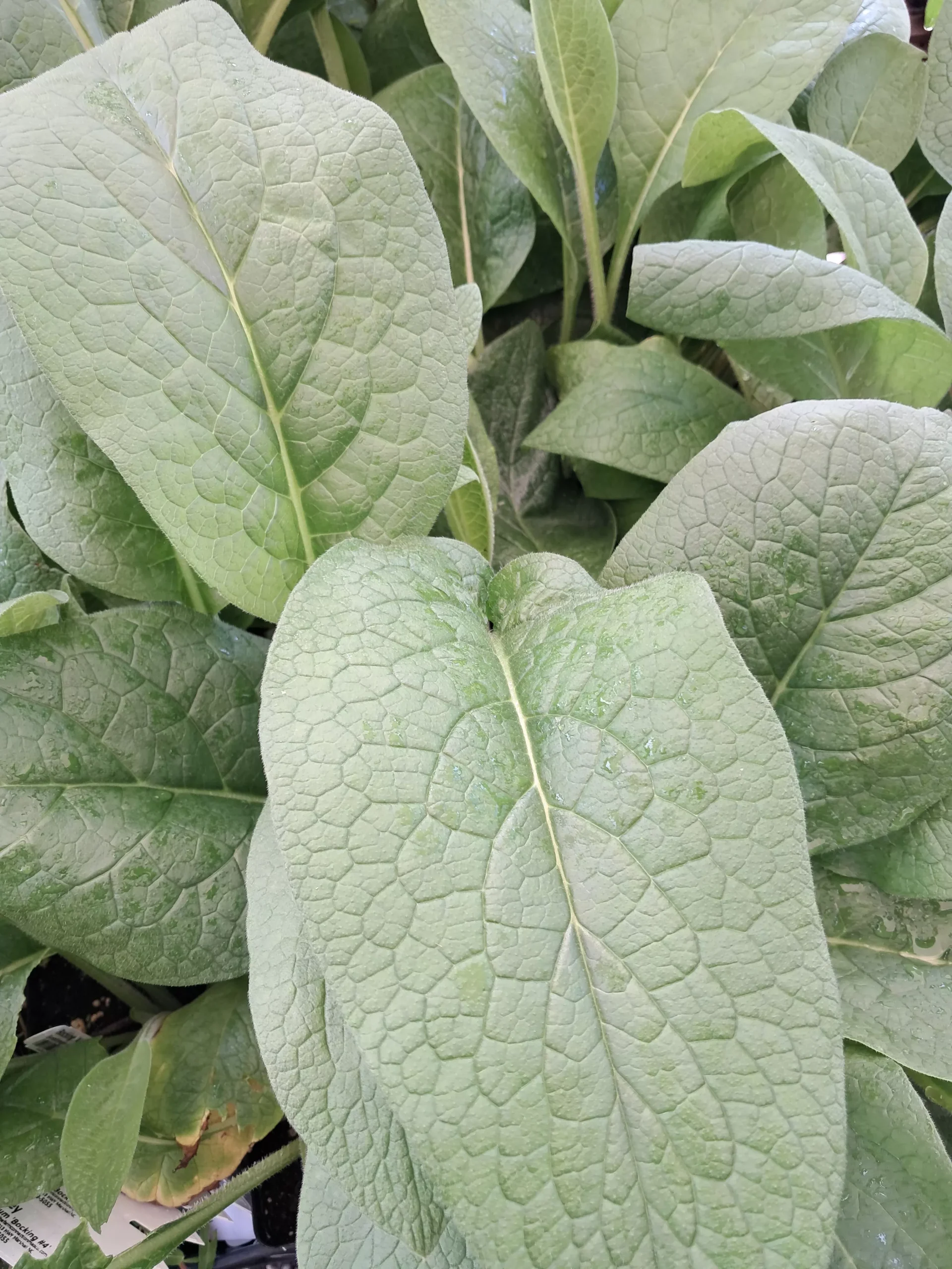 Comfrey, Bocking 4