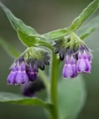 Comfrey Plants – Roots – Symphytum Officinale– The Travelers’Herb Plants Root*