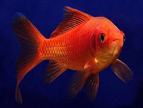 Common Goldfish (5 inch)(Carassius Auratus)