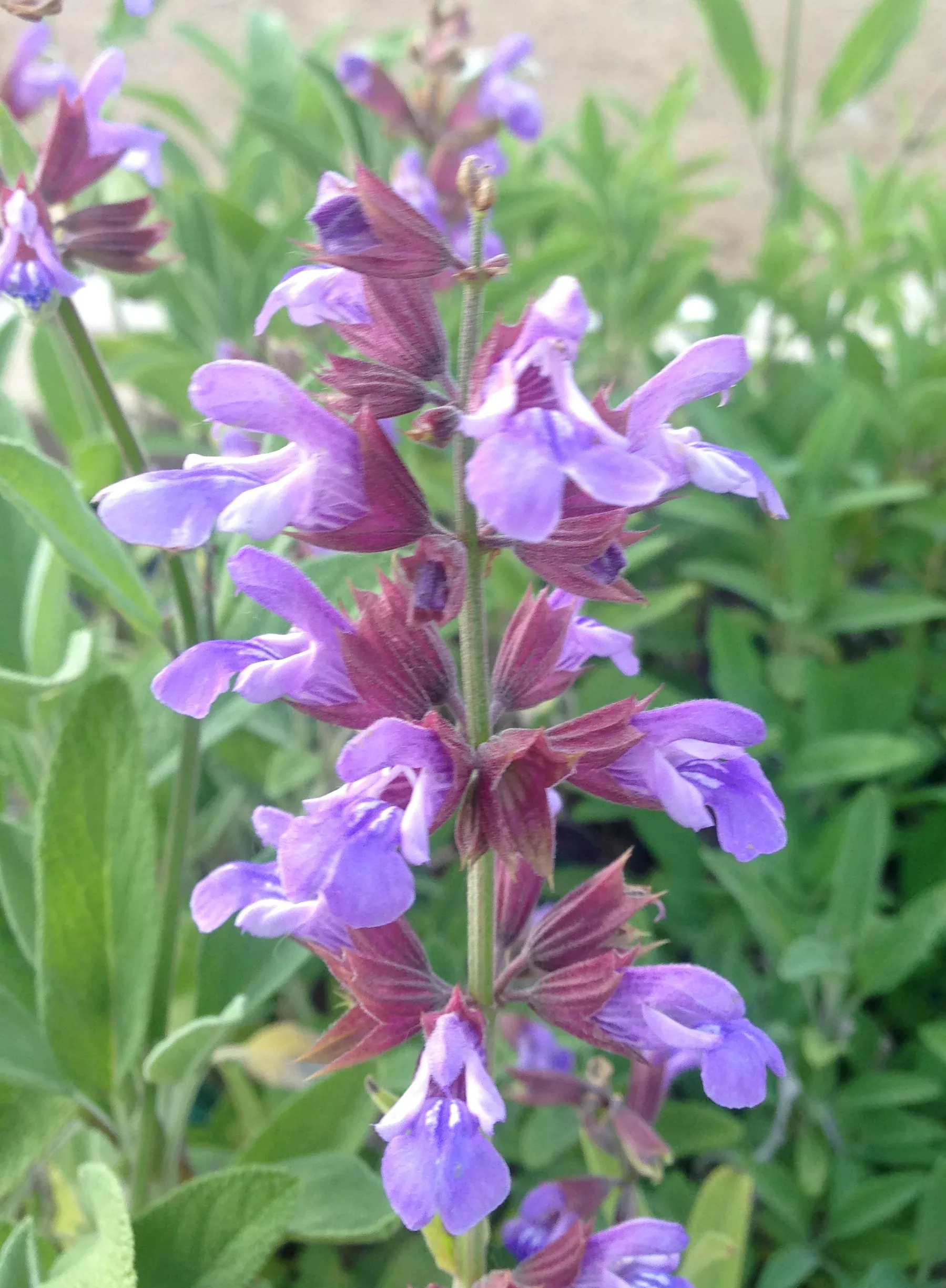 Common Sage