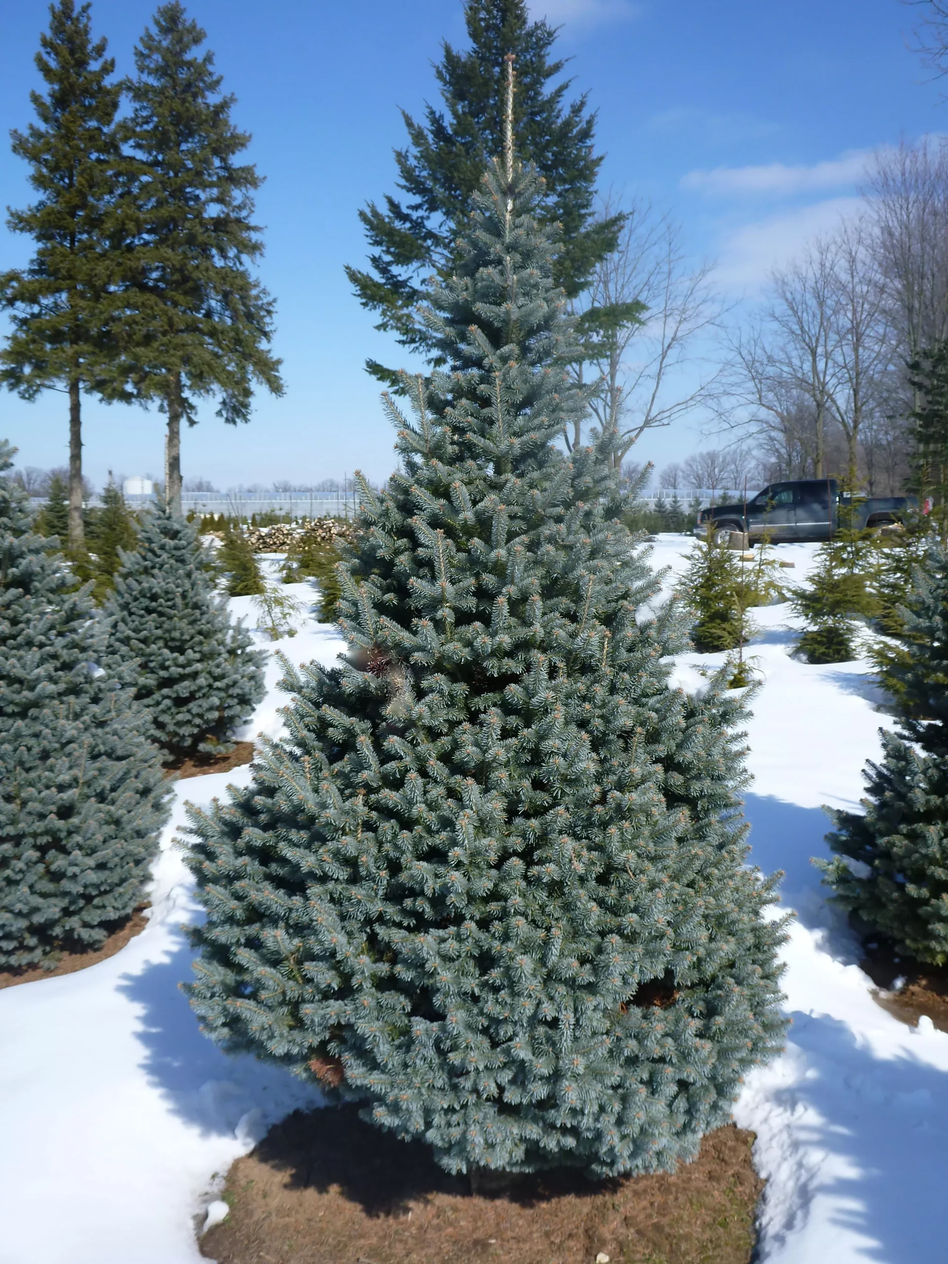 Compact Rocky Mountain Fir