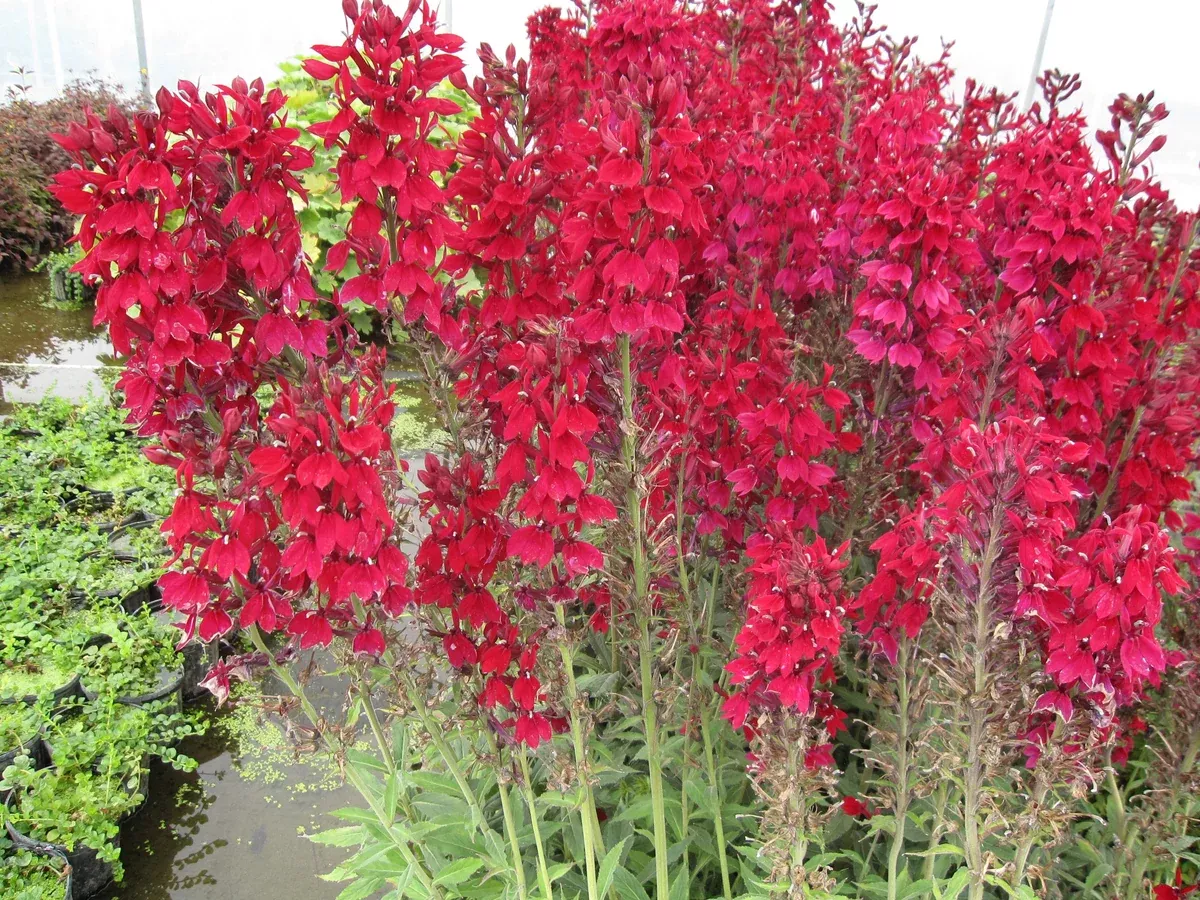 Compliment Deep Red Lobelia