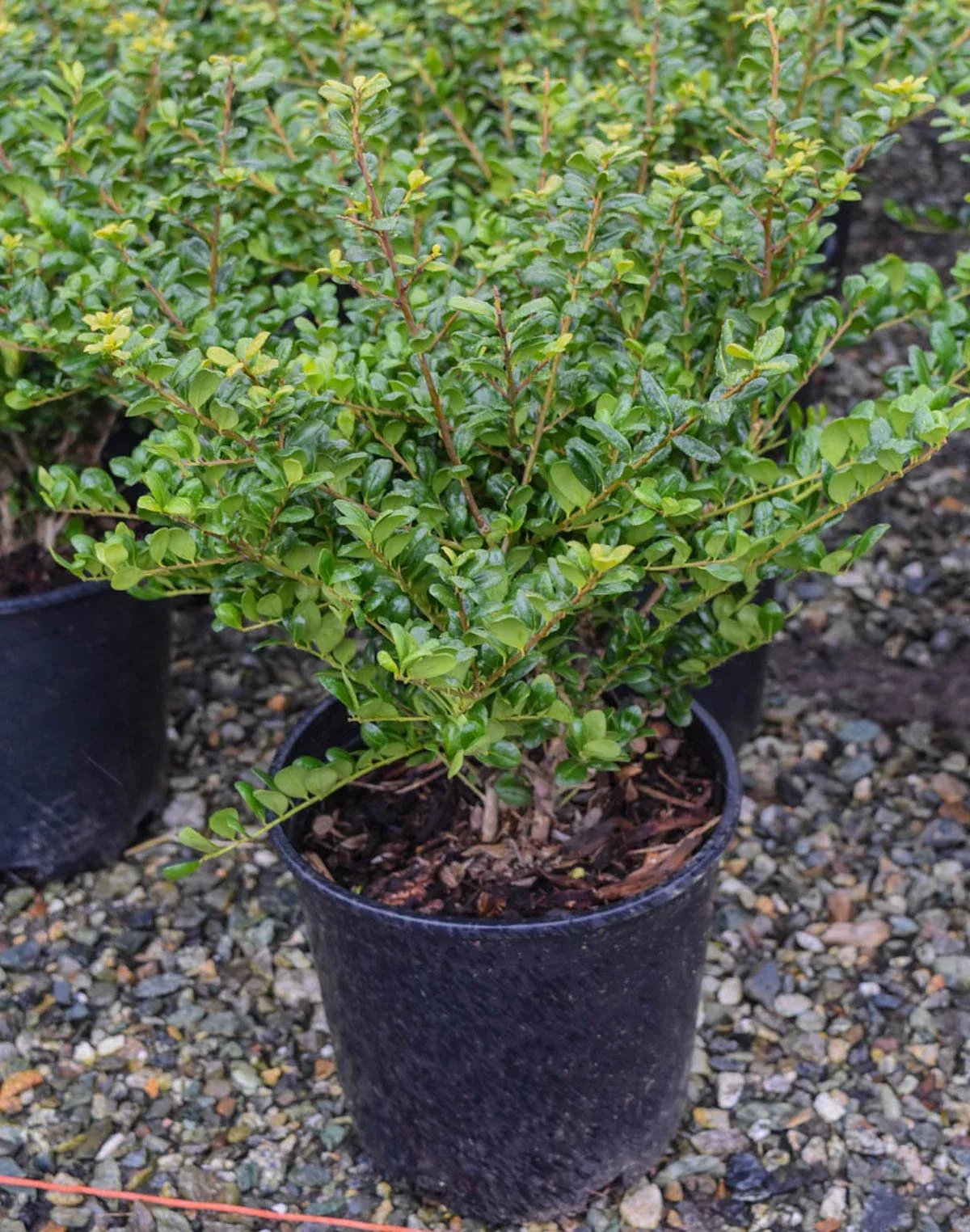 Convex-Leaf Japanese Holly