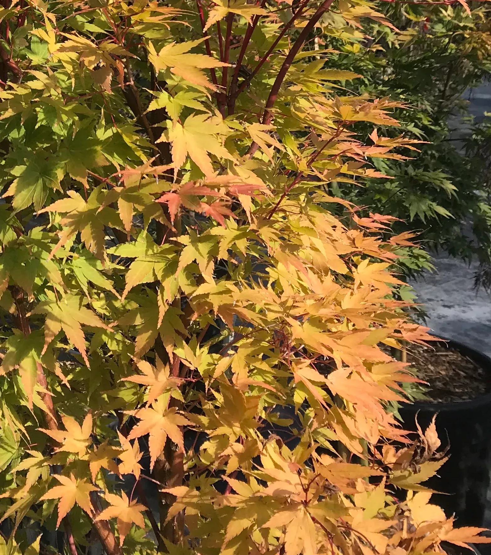 Coral Bark Japanese Maple